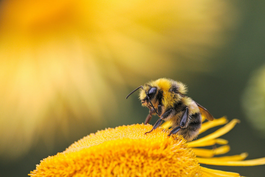 The Healing Hum: Brahmari Breathing and the Power of Nitric Oxide